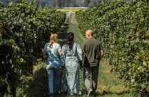 From Abano and Montegrotto: Oil and Wine Tour of the Euganean Hills