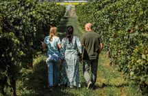 From Venice: Wine Tour in the Euganean Hills