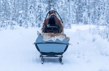 Horse Drawn Sleigh Experience in Finnish Lapland