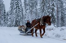 Horse Drawn Sleigh Experience in Finnish Lapland