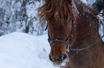Horse Drawn Sleigh Experience in Finnish Lapland