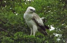 Full Day, Half Day and 4 Hour Safari in Udawalawe 