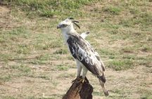Full Day, Half Day and 4 Hour Safari in Udawalawe 