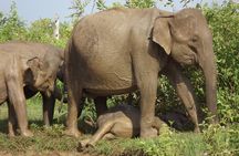 Full Day, Half Day and 4 Hour Safari in Udawalawe 