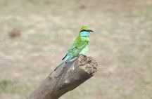 Full Day, Half Day and 4 Hour Safari in Udawalawe 