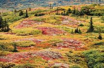 Denali Highway Overnight Excursion