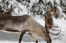 Ranua Arctic Wildlife Park Ticket with Transportation