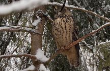 Ranua Arctic Wildlife Park Ticket with Transportation