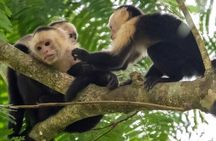 MONKEY PARK Guided Hiking Trails