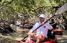 Mangrove Tunnel Kayak Tour To Shell Key