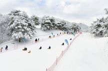 Vivaldi Park Winter Ski Resort with Nami Island Tour from Seoul