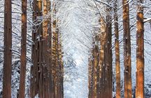 Vivaldi Park Winter Ski Resort with Nami Island Tour from Seoul