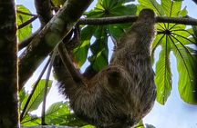 Sloth Discovery and Hot Springs Tour in Costa Rica
