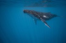 Meet the giants of the seas Semi-private whale trip