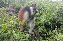 Jozani Forest Kuza Cave Paje Beach and Rock Restaurant