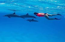 Private Speedboat Dolphin Swim & Parasailing Adventure _ Hurghada