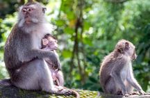 Explore Waterfalls and Ubud Surrounding