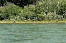 Private Scenic Snake River Float - Grand Teton Nat'l Park