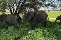 4 Days Mixed Safari to Tarangire, Serengeti & Ngorongoro Crater