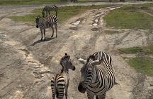 4 Days Mixed Safari to Tarangire, Serengeti & Ngorongoro Crater