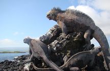  Isla Pinzón - Day Tour - From Santa Cruz - Islas Galápagos