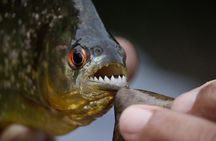 Piranha Fishing on Lake Yacumama