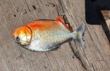 Piranha Fishing on Lake Yacumama