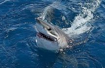 Private 5 Hour Deep Sea Sportfishing Charter in Fort Lauderdale