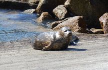 Big Sur Sightseeing Tour