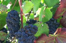 Morning Half Day Carmel Valley Wine Tasting Tour 