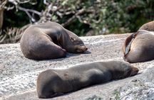 Milford Sound Extended Cruise with Southern Discoveries