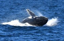Sea Cliff Bridge, Kiama Blowhole, Beaches & Farmlands Small Group