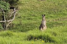 Late Start Blue Mountains Wildlife, Waterfalls, Small Group Tour