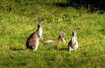 Escape Sydney: Sea Cliff Bridge, Wildlife, Kiama Coast Private 