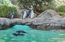 Melbourne Penguin Tour & Wildlife kangaroos koala Emu Tasi Devil 