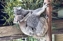Melbourne Penguin Tour & Wildlife kangaroos koala Emu Tasi Devil 