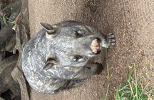 Melbourne Penguin & Wildlife TOUR-City OF Gold Rush BALLARAT TOUR