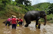 Elephant Care & Bathing Chiang Rai