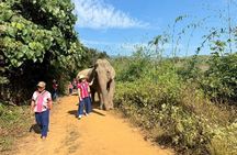 Elephant Care & Bathing Chiang Rai