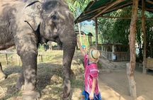 Elephant Care & Bathing Chiang Rai