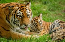 Delhi, Agra, Jaipur & Ranthambhore Tiger Safari 5-Day Tour