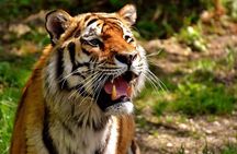 4-Day Ranthambore Tiger Tour from Delhi, Jaipur, Agra with 5 star hotel