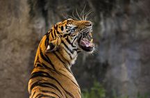 3-Day Ranthambhore Tiger Tour from Jaipur to Taj Mahal Agra ending in Delhi