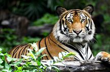 Private 2-Day Tour to Ranthambhore Tiger Safari from Jaipur