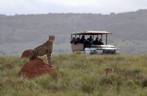 Amakhala Game Reserve Half Day Big 5 Safari Adventure