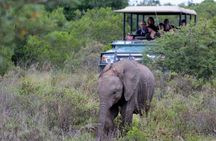Amakhala Game Reserve Half Day Big 5 Safari Adventure
