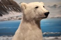 Guided Polar Bear Walk incl. Polaria & Polar Museum