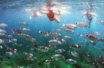 KAYAK ADVENTURE! WIld Coast Exploring - Snorkeling & Cliff Jumps