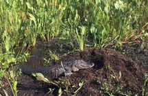90 Minute Airboat Tour in the Florida Everglades
