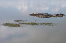 90 Minute Airboat Tour in the Florida Everglades